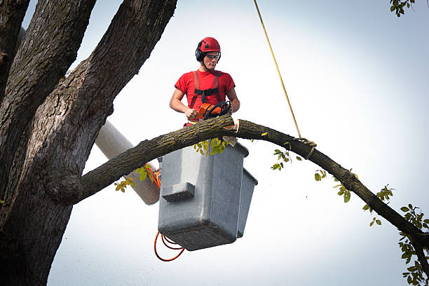 The Steps Involved in Our Tree Care Process in Burnham, IL